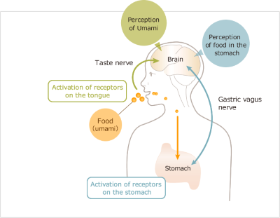 intake of glutamate foods