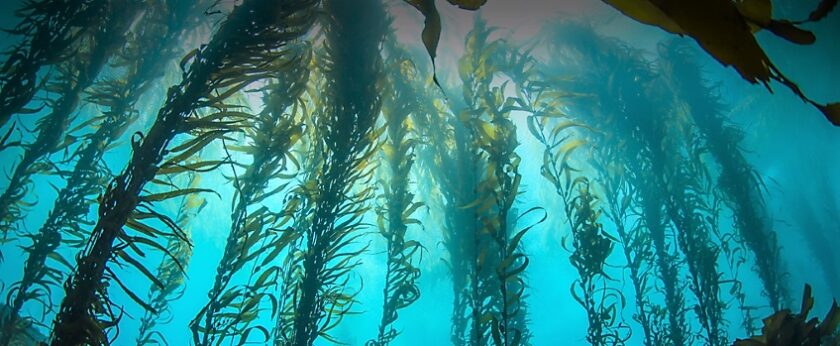 What Is MSG, and Is It Actually Made from Seaweed?