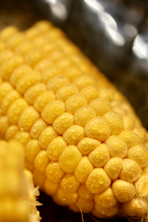 is msg natural how is msg made corn