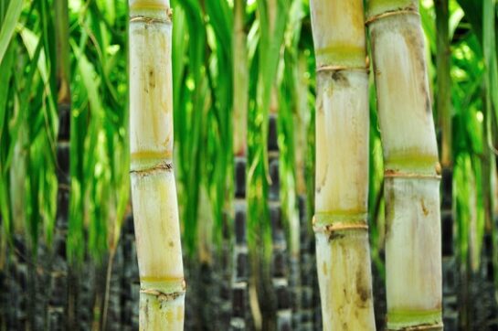 sugar cane used for MSG