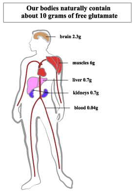 Glutamate in human body